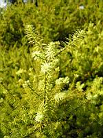Podocarpus Acutifolius (fam Conifere) (Nouvelle Zelande) (Photo F. Mrugala) (2)